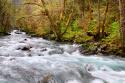 Rainforest River I