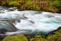 Rainforest River II