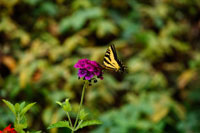 Garden Butterfly I