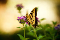 Garden Butterfly III