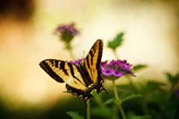 Garden Butterfly IV
