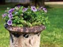 Purple Petunias