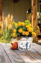 Autumn Mums I