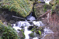 Stream Falls VIII