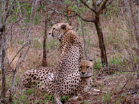 Safari Cheetah III
