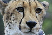 Cheetah I