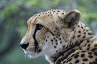 Cheetah II
