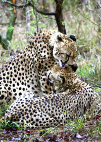 Cheetah III
