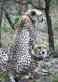Cheetah IV