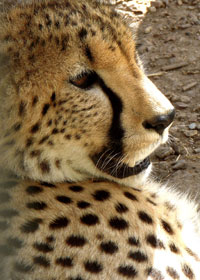 Cheetah Portrait I
