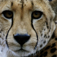 Cheetah Portrait III