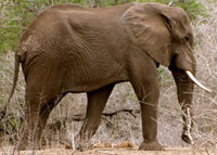 Elephant I