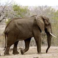 Elephant III