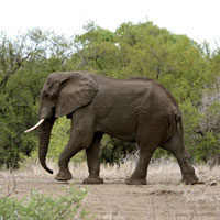 Safari Elephant I
