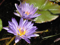 Violet Water Lily I