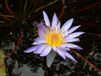 Violet Water Lily II