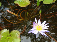 Violet Water Lily III