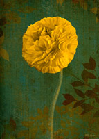 Yellow Renunculus