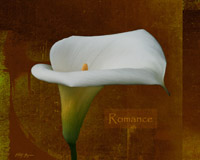 Calla Lily Romance