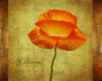 Dancing Poppy Radiance