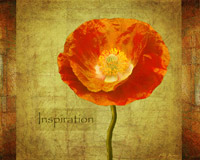 Sun Poppy Inspiration