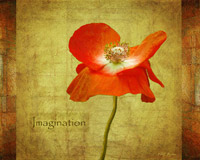 Velvet Poppy Imagination