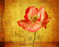 Royal Poppy Joy