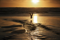 Sunset Bird