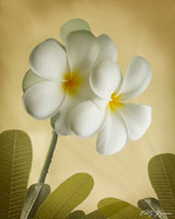 Oriental Plumeria I