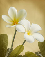 Oriental Plumeria II