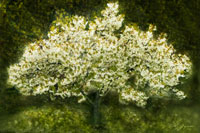 White Cherry Tree II