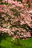 Festive Dogwood