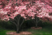Pink Dogwood II