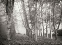 Tree Parade I B&W