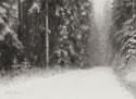 Winter Pine Tree Paradise B&W