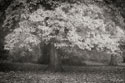 Autumn In Paris B&W