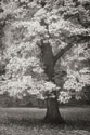 Autumn in Paris II B&W