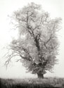 Misty Oak I B&W