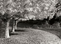 Fall Maple Fever IV B&W