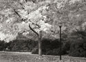 Fall Maple Fever IX B&W