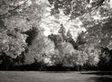 Fall Maple Fever V B&W