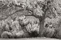 Ocean of Colors B&W