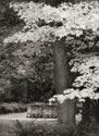 Fall Maple Fever XI B&W