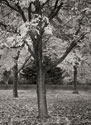 Fall Tree Grove II B&W