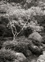Japanese Park 1 B&W