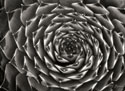 Floral Labyrinth II