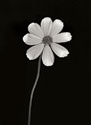 Ballet Flower I B&W