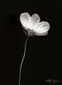 Ballet Flower II B&W
