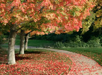 Fall Maple Fever IV
