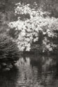 Autumn Reflections I B&W